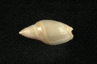 藏品(乳彈頭榧螺)的圖片